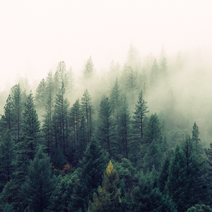 Environmentally Responsible